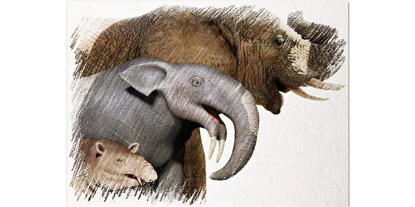 Artistic view of the evolution of elephants. From left to right, Moeritherium (30 million years old), Deinotherium (5 million years old) and a modern African elephant. Alex Bernardini (Simplex Paléo) and Sophie Vrard (Creaphi)., Author provided (no reuse)